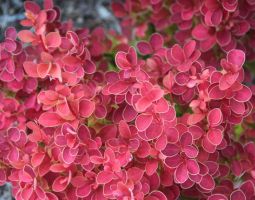 Berberis