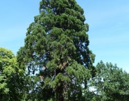 Arbre rare présent dans le parc