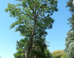 Arbre rare présent dans le parc