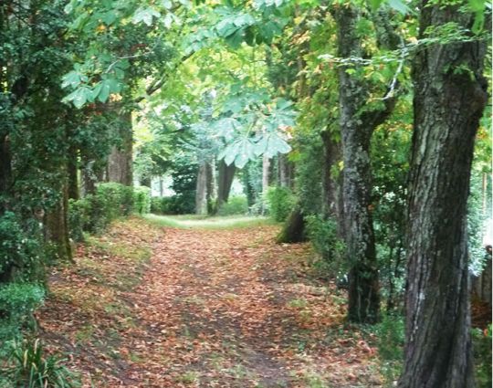 Allée des marronniers