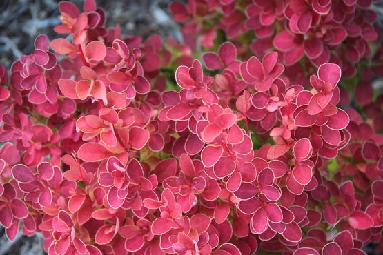 Berberis