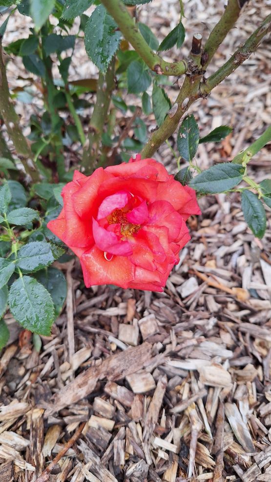 Rosier 
